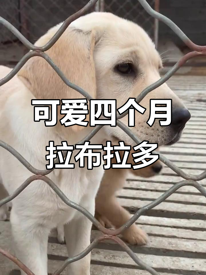 四个月拉布拉多,萌态十足!