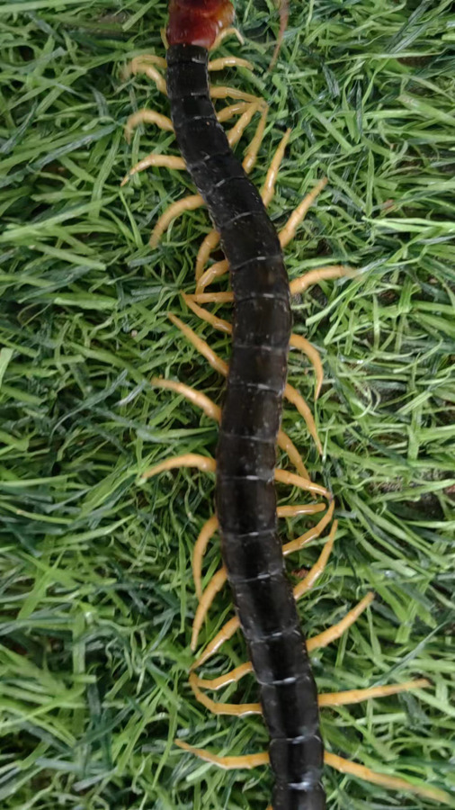被称为"百足虫"的蜈蚣共有多少对步足?-度小视