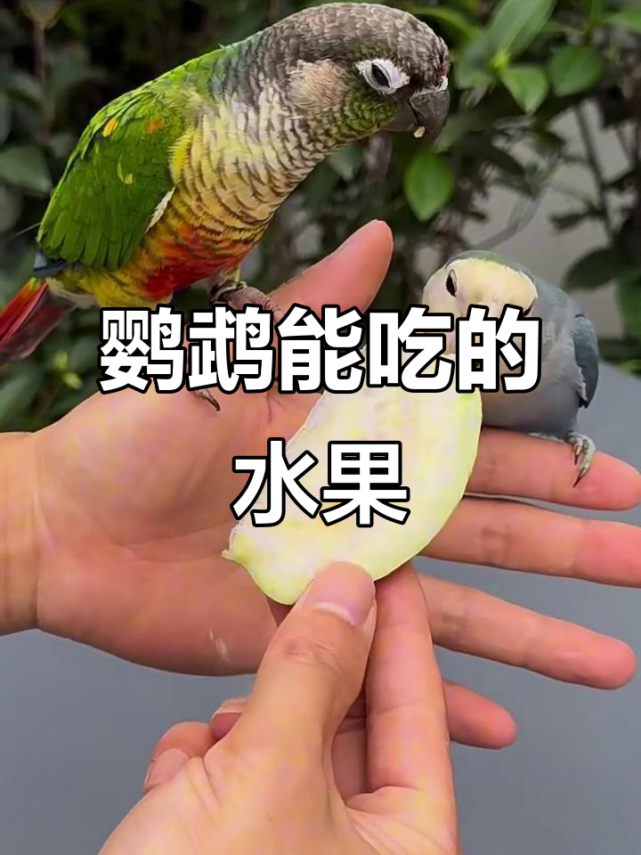 鹦鹉能吃水果吗?如何正确喂食新鲜果蔬