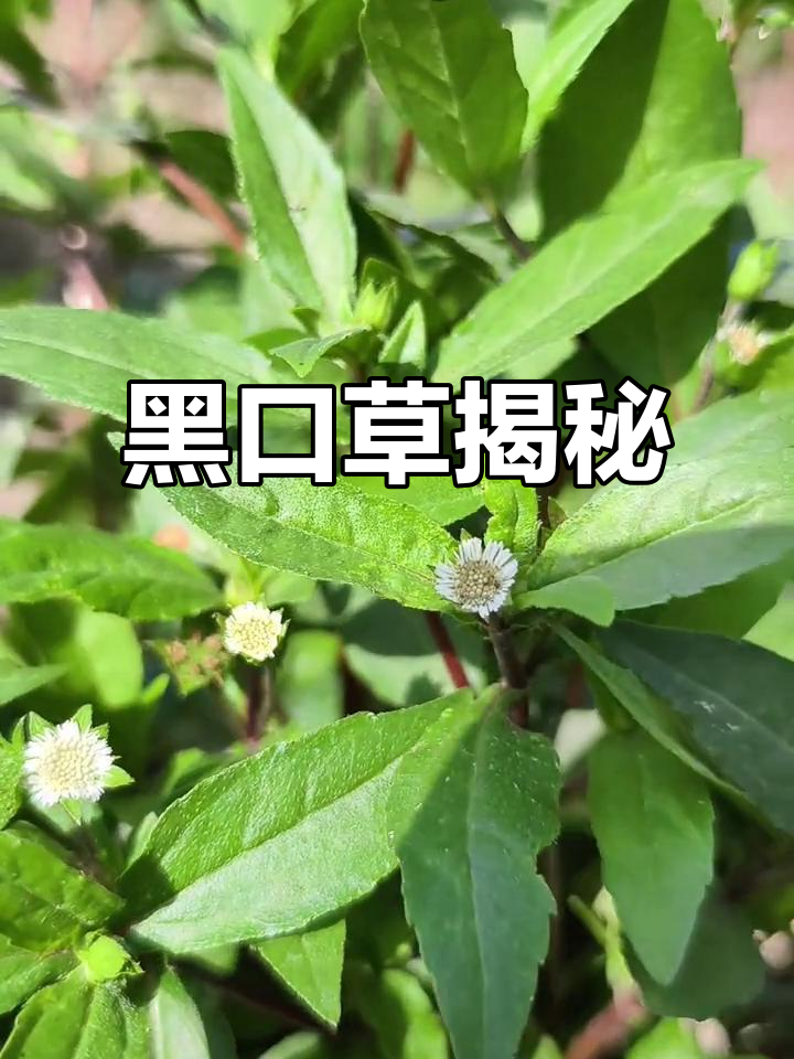墨汉莲,乌发草的别名,你们知道它的其他神奇用途吗?