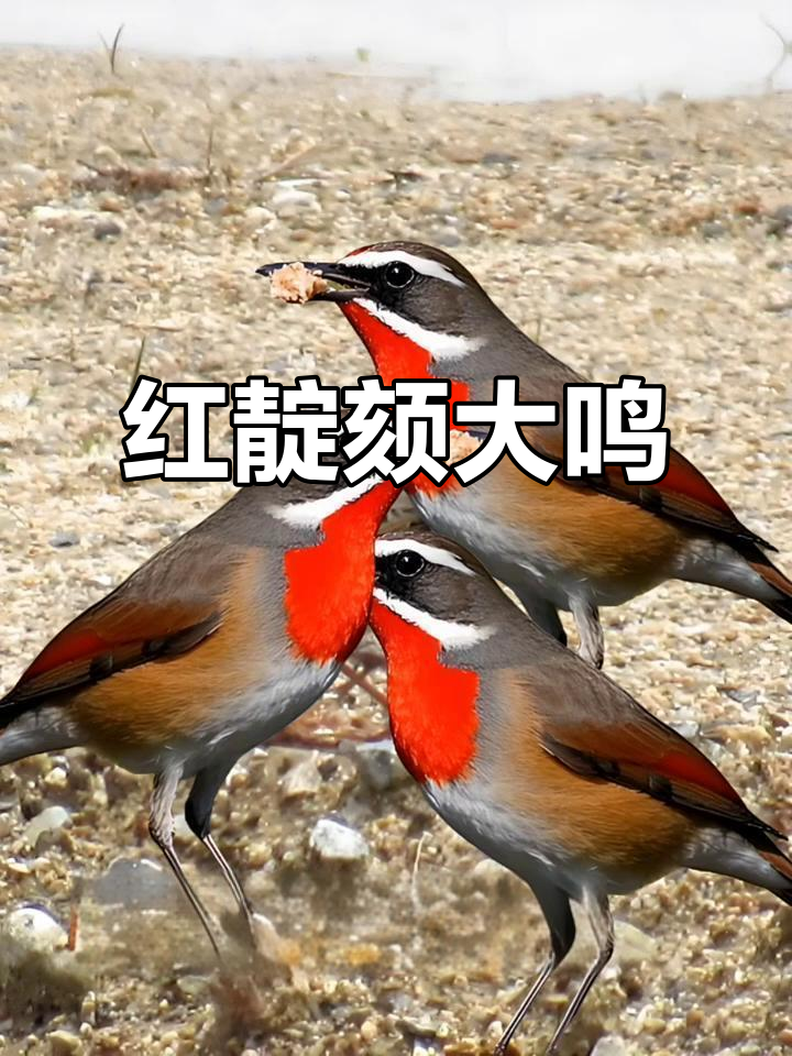 红靛颏大叫,叫声震撼全场