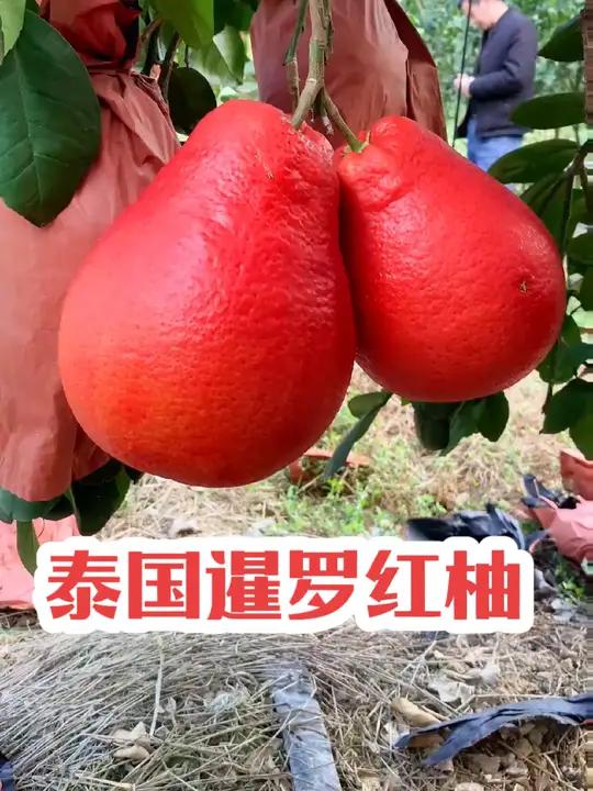 苗圃直供:泰国暹罗红柚树苗挂果树,中苗三红柚子苗,三红蜜柚苗 柚子苗