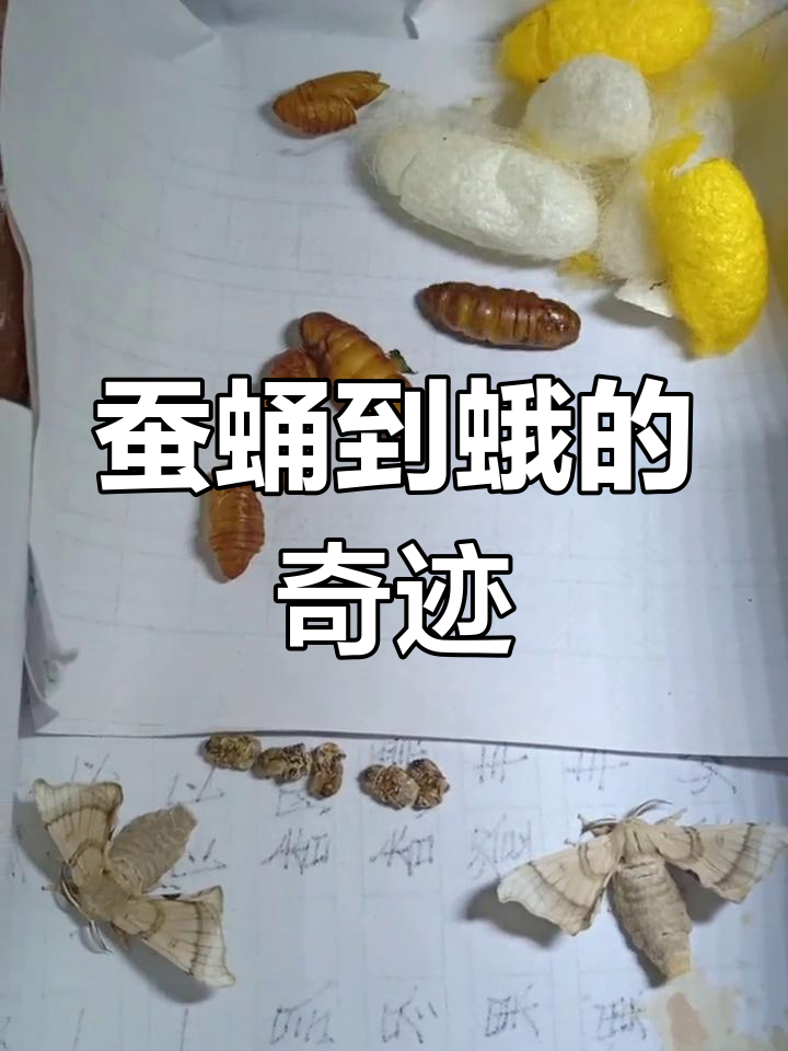 见证蚕蛹化蝶,十日蜕变,双层皮后展翅飞翔