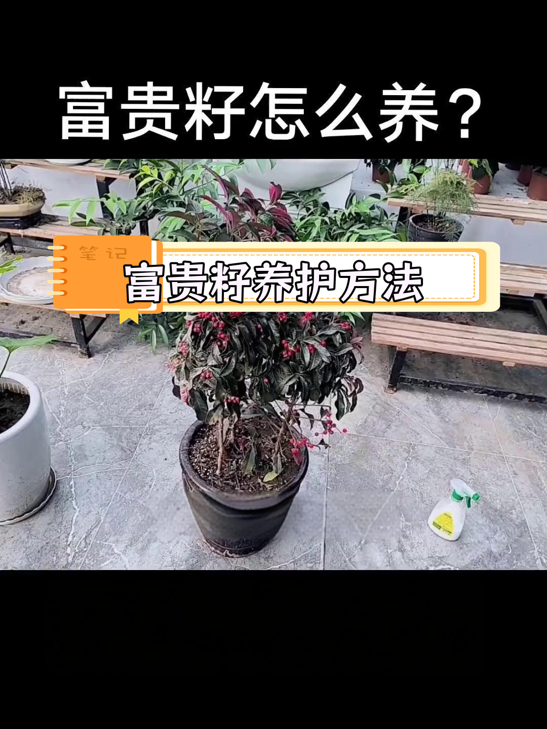 金玉满堂花 养护图片