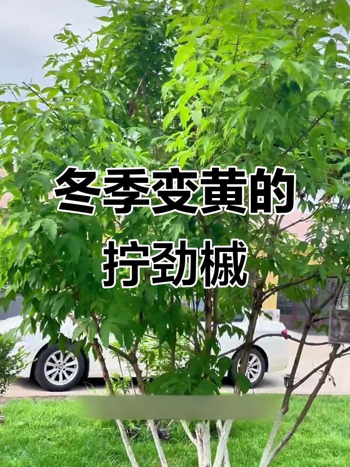 耐寒观叶树种:拧劲槭的四季色彩变化