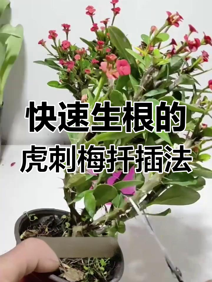 虎刺梅扦插技巧,轻松生根开花爆盆