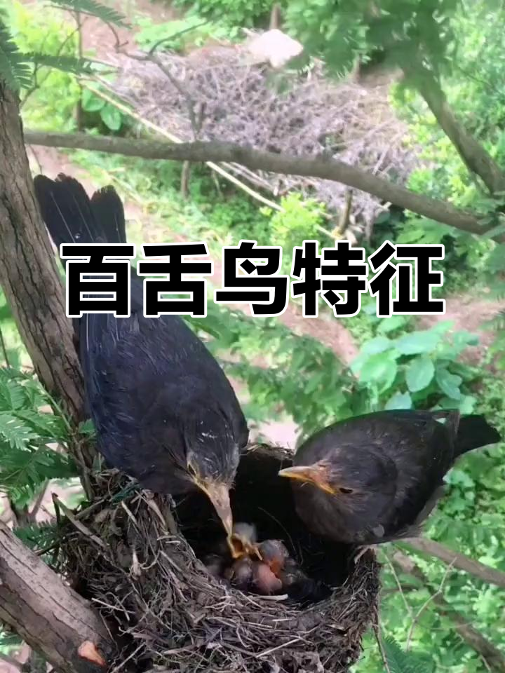 百舌鸟羽毛黑褐,眼珠桔黄,嘴与喙呈橙黄色