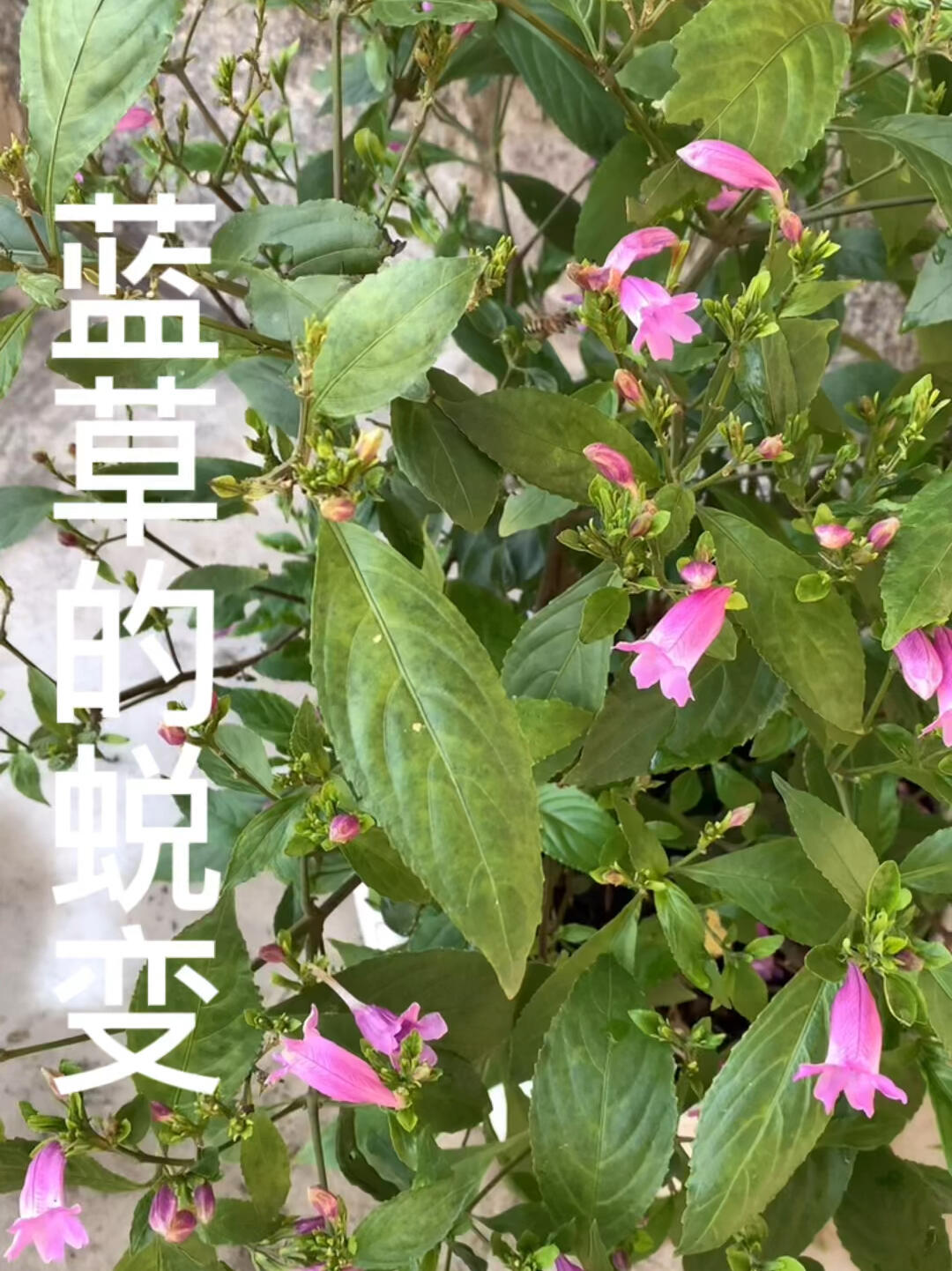 蓝草除了入药还能怎么蜕变呢