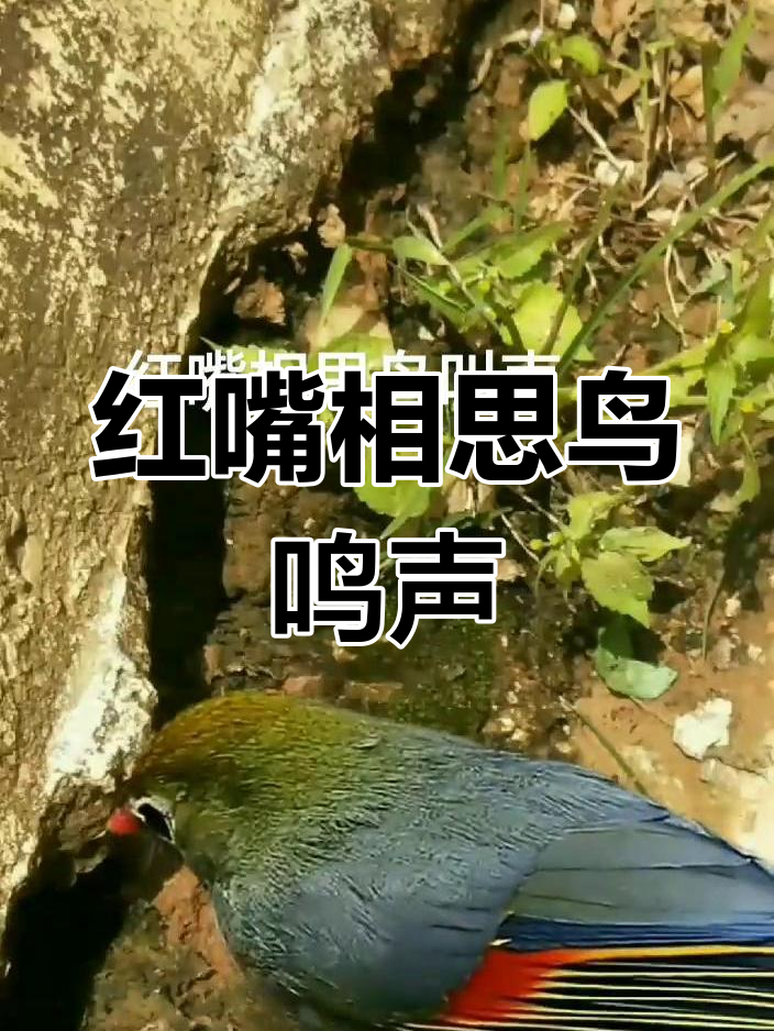 红嘴相思鸟的独特叫声