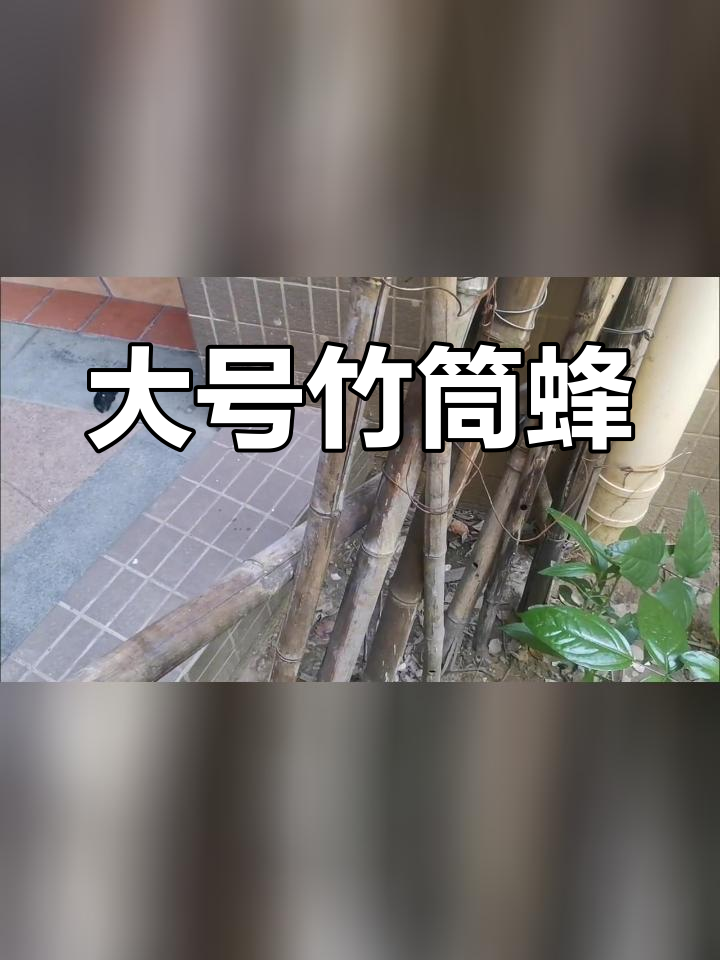 竹筒蜂:蜜蜂中的巨无霸