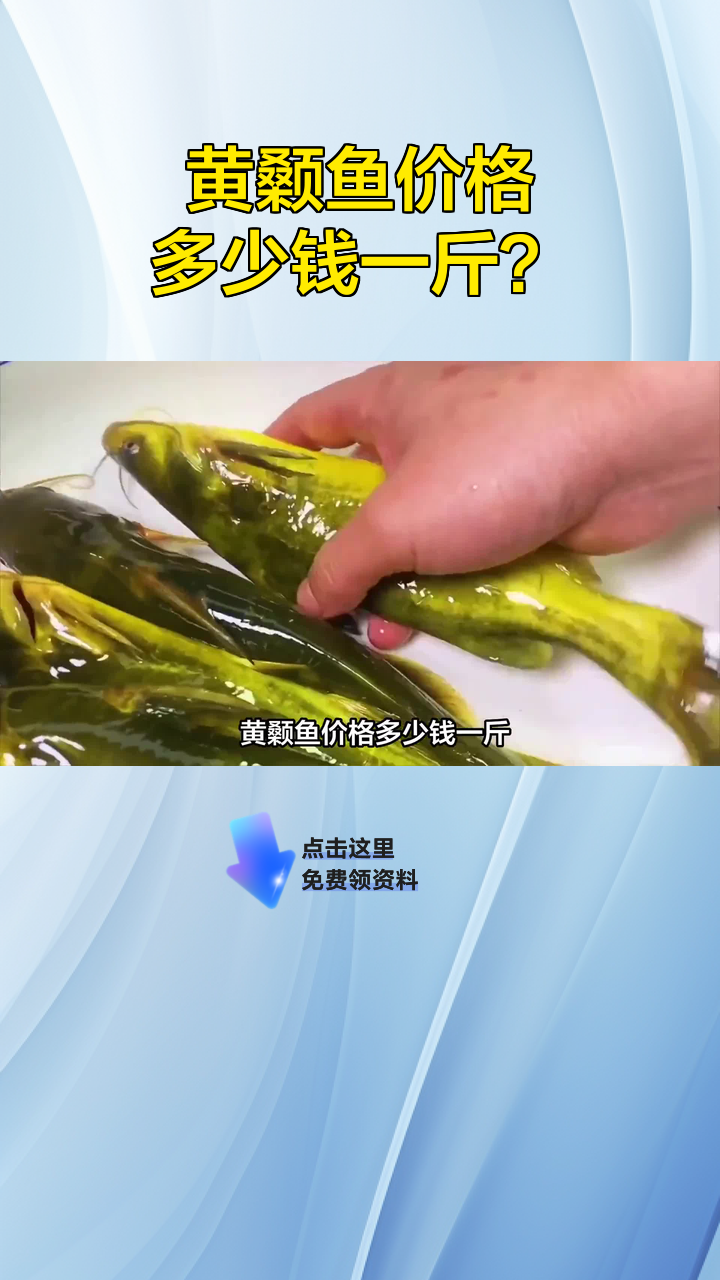 黄颡鱼价格多少钱一斤?
