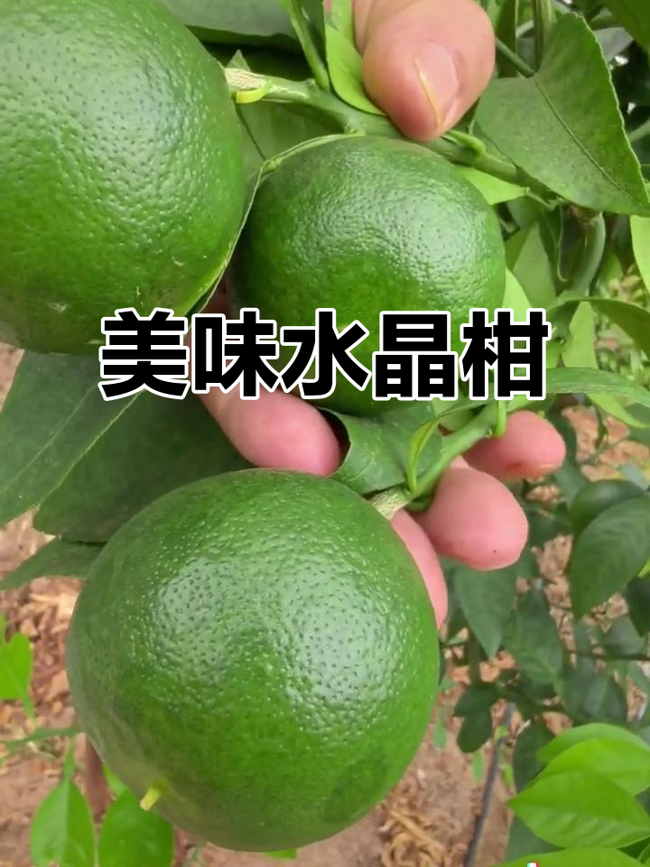 水晶一号柑橘,酸甜交织,口感丰富,吃一次就停不下来
