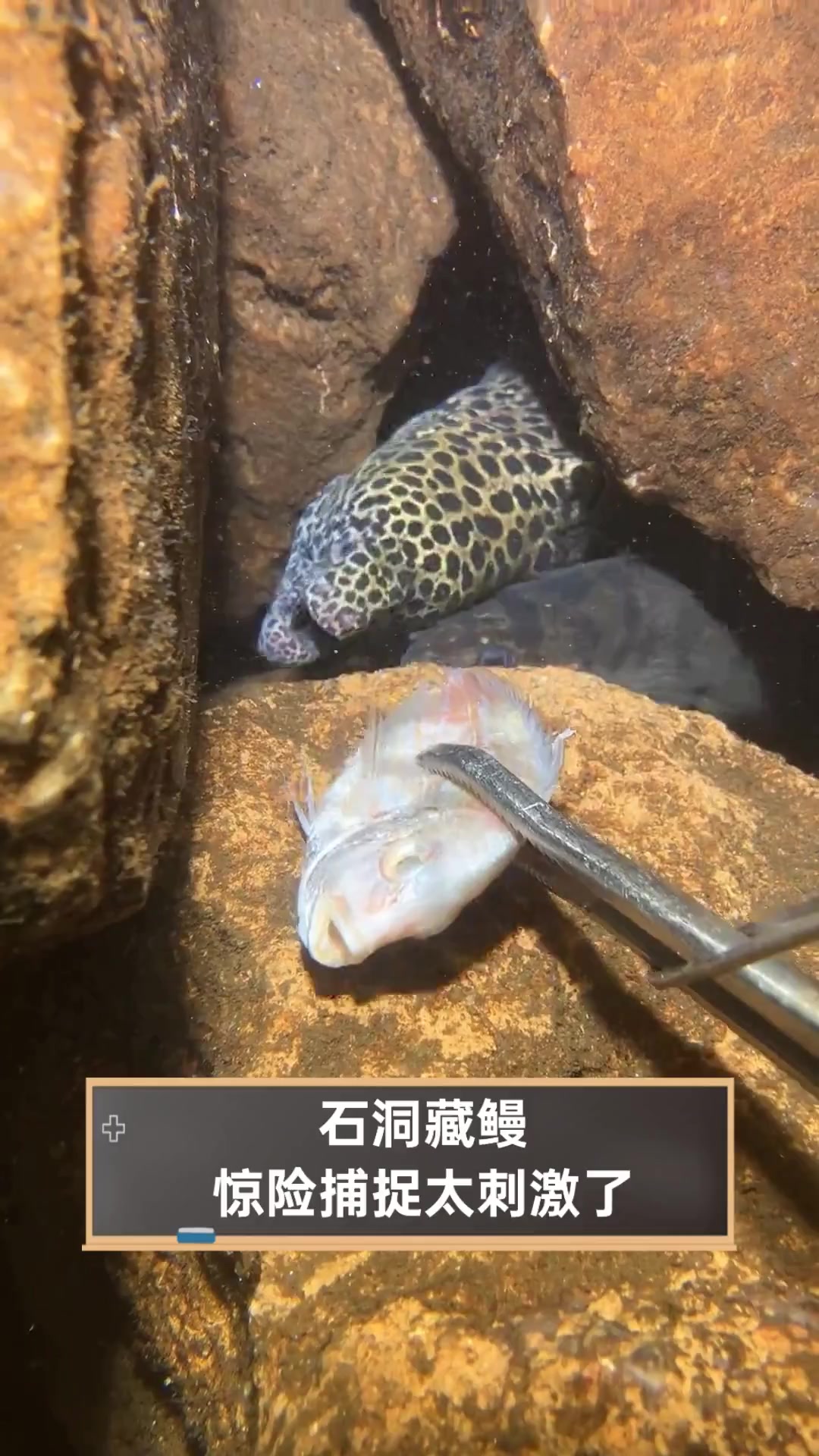 石洞藏鳗,惊险捕捉太刺激了