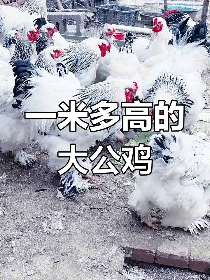 中国体型最大的鸡种图片