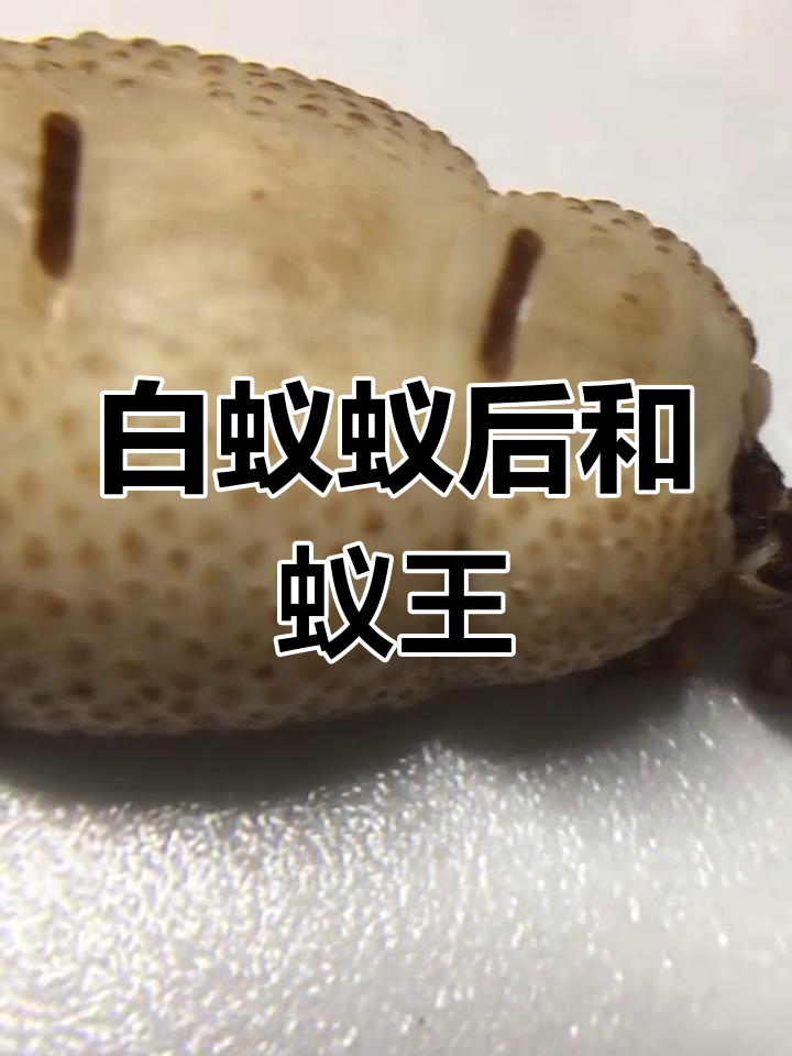 非洲大白蚁的蚁后与蚁王:揭秘它们的神秘生活