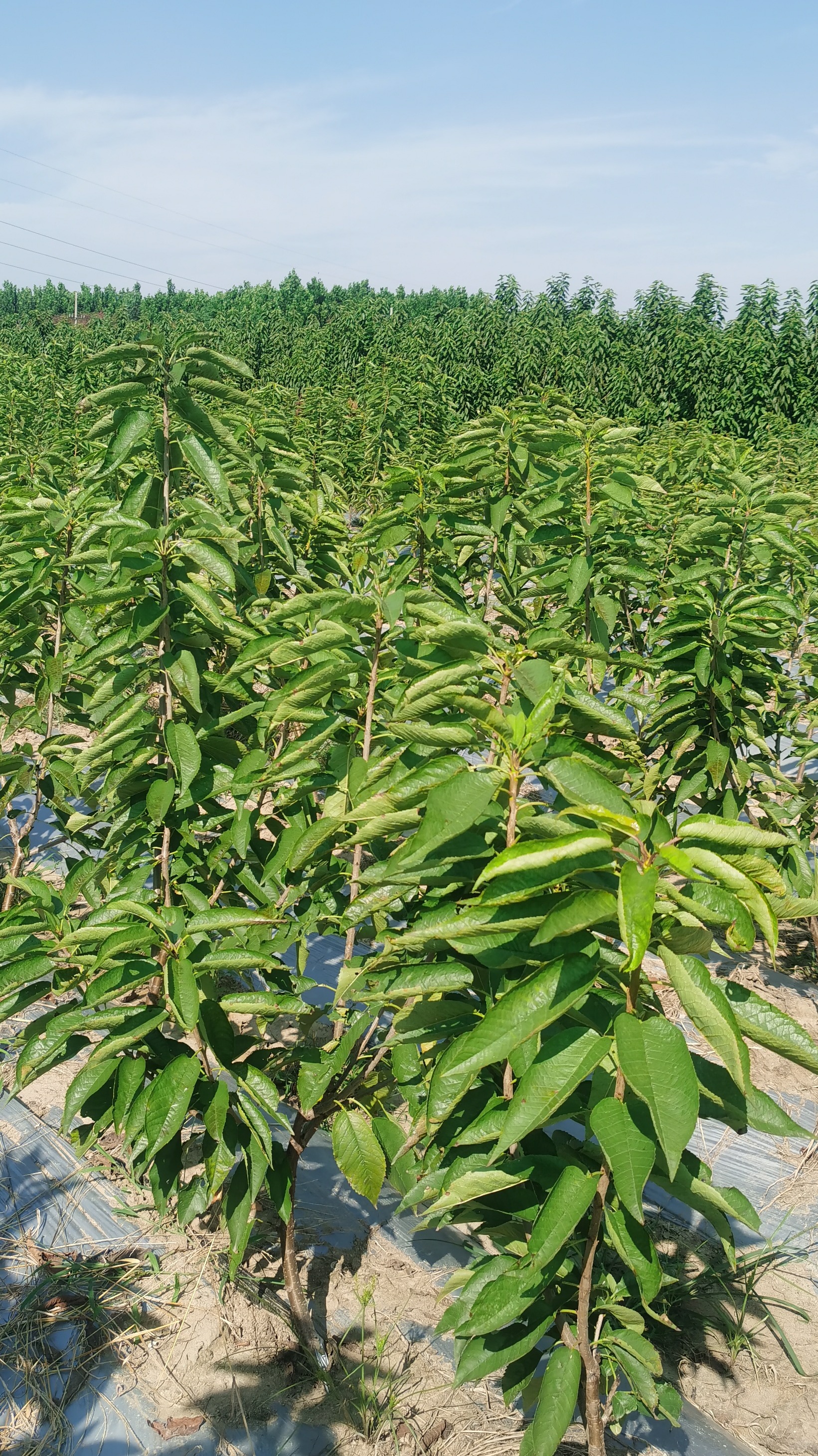 大樱桃苗生长情况