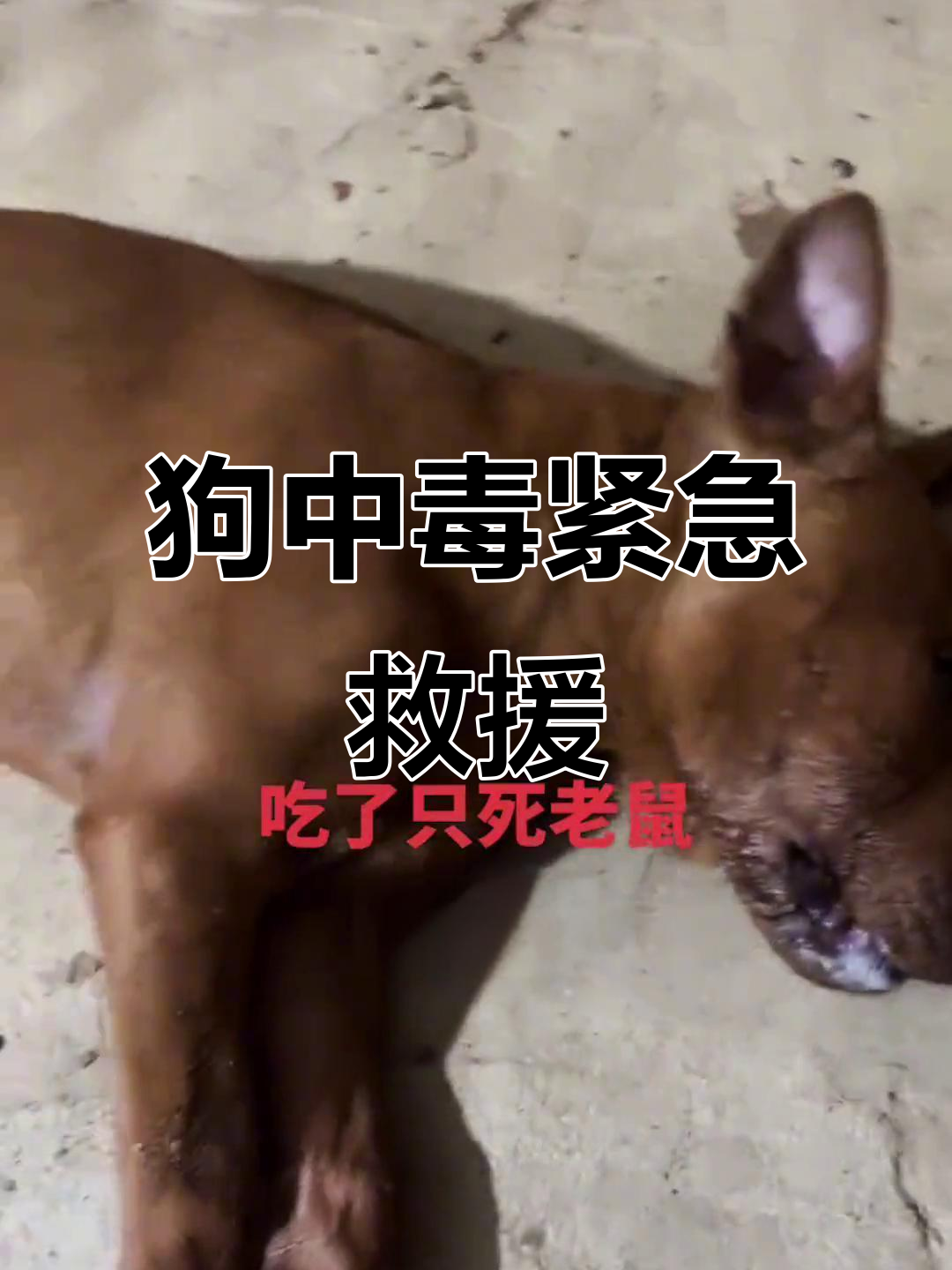 狗狗中毒现场,忠诚朋友生死时速