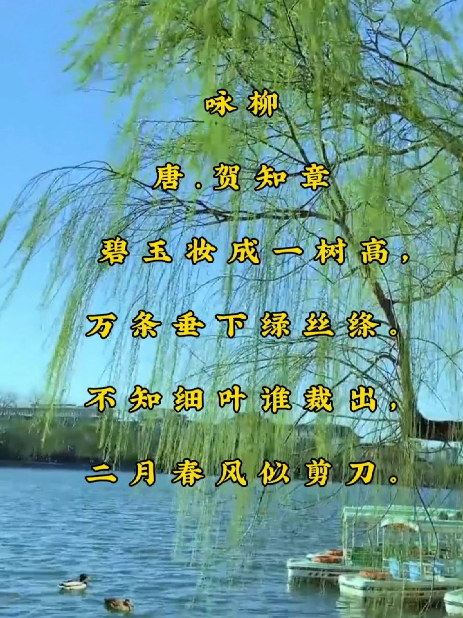 每天一首古诗词鉴赏《咏柳》