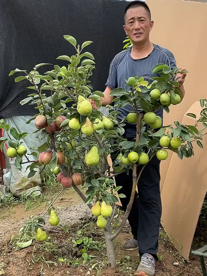 一树多果 一颗嫁接结多个品种的梨树