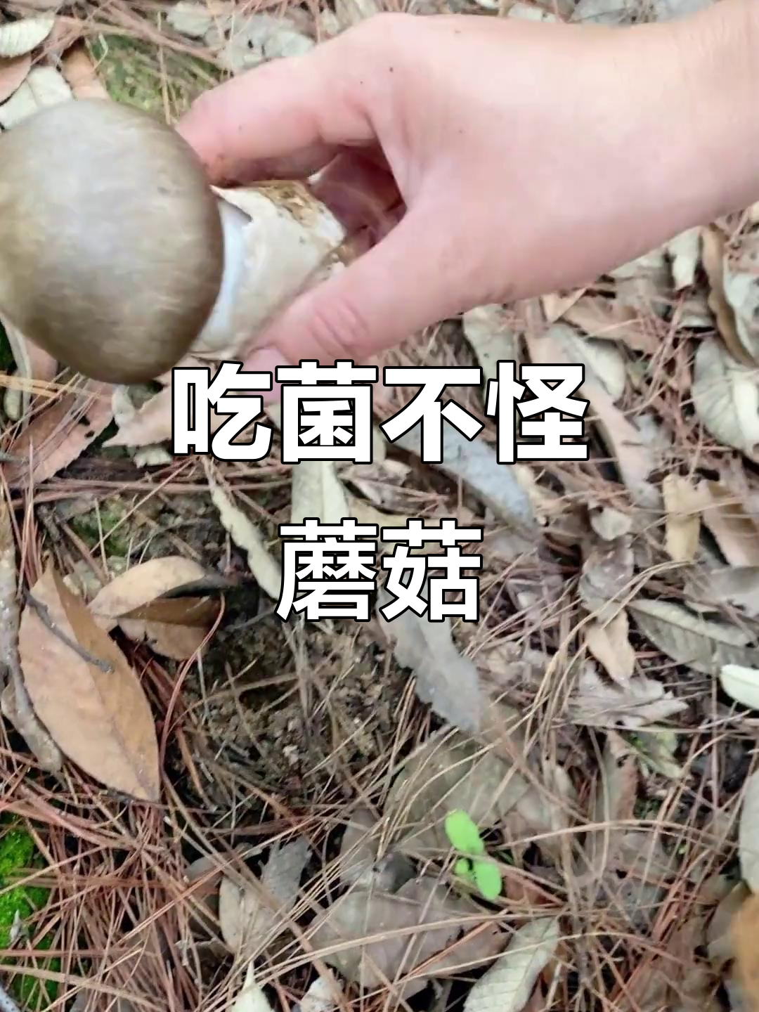 云南人吃菌中毒从不怪蘑菇,这种麻母鸡你敢试吗?