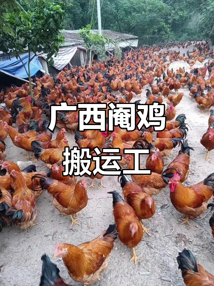 广西阉鸡搬运工的辛酸与挑战