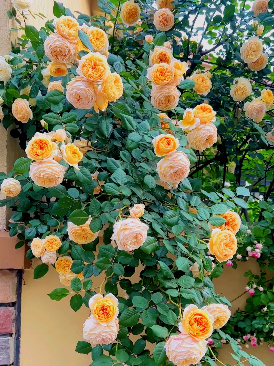 月季玛格丽特王妃初开,打开,凋谢前