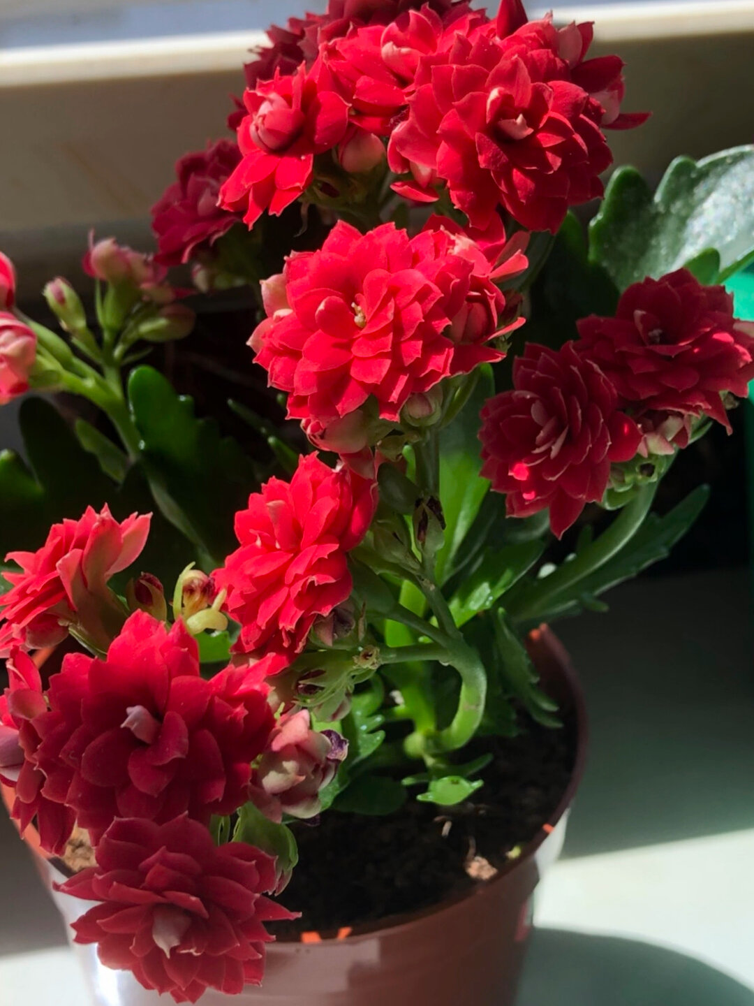 长寿花—红宝石(35)