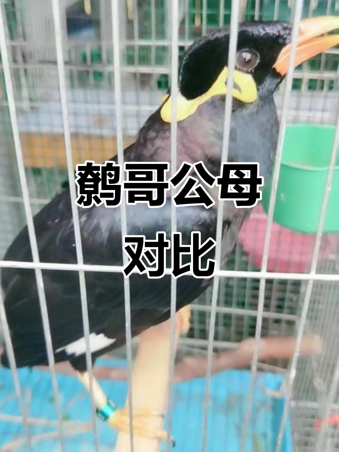 鹩哥公母如何区分?这些特征你知道吗