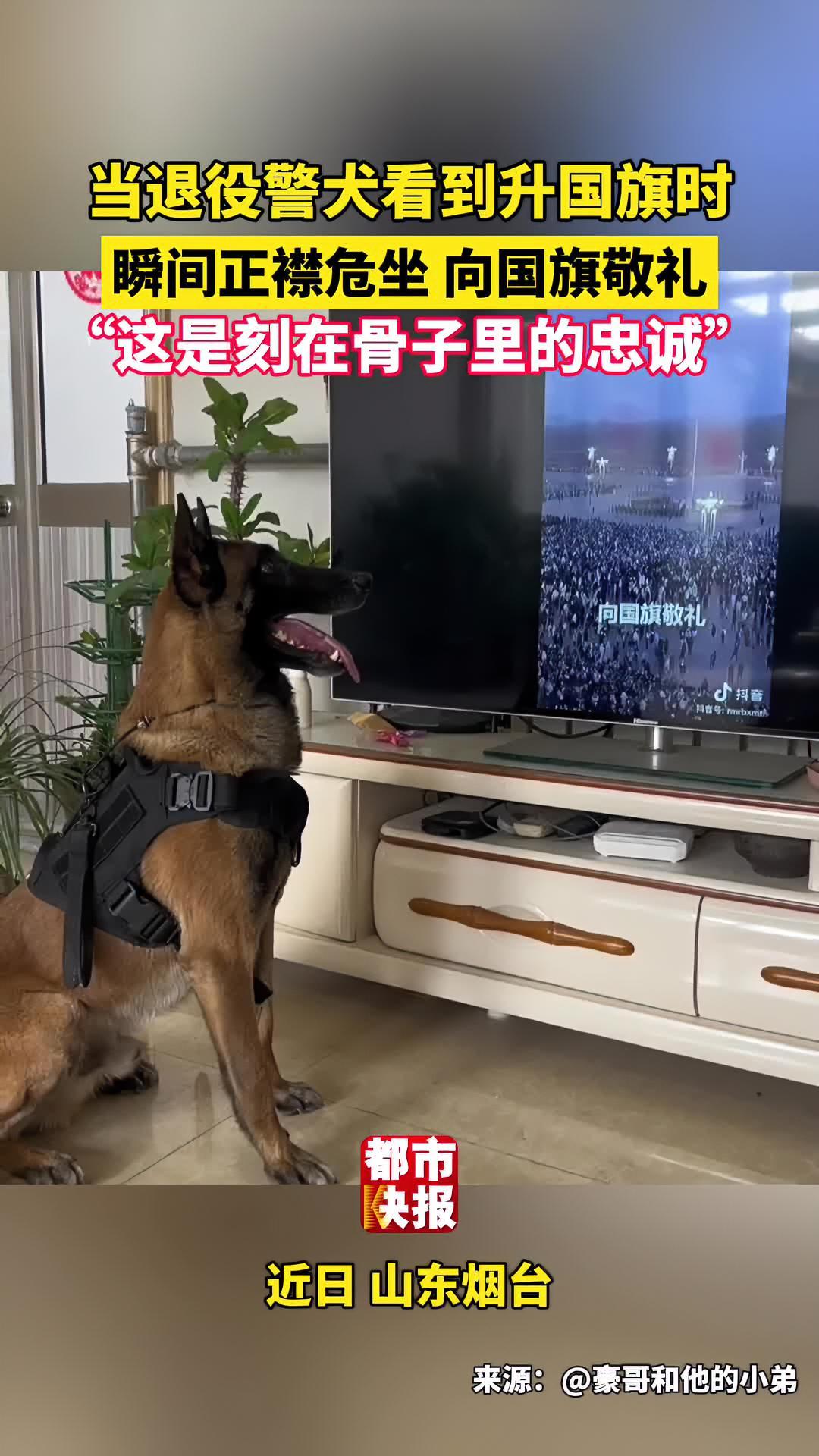 刻在骨子里的忠诚看到升国旗退役警犬立刻正襟危坐向国旗敬礼