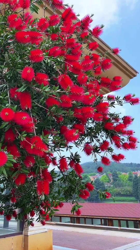 美丽的红千层树,红的热烈奔放,开的幸福饱满,一种喜庆吉祥,在天地盛放