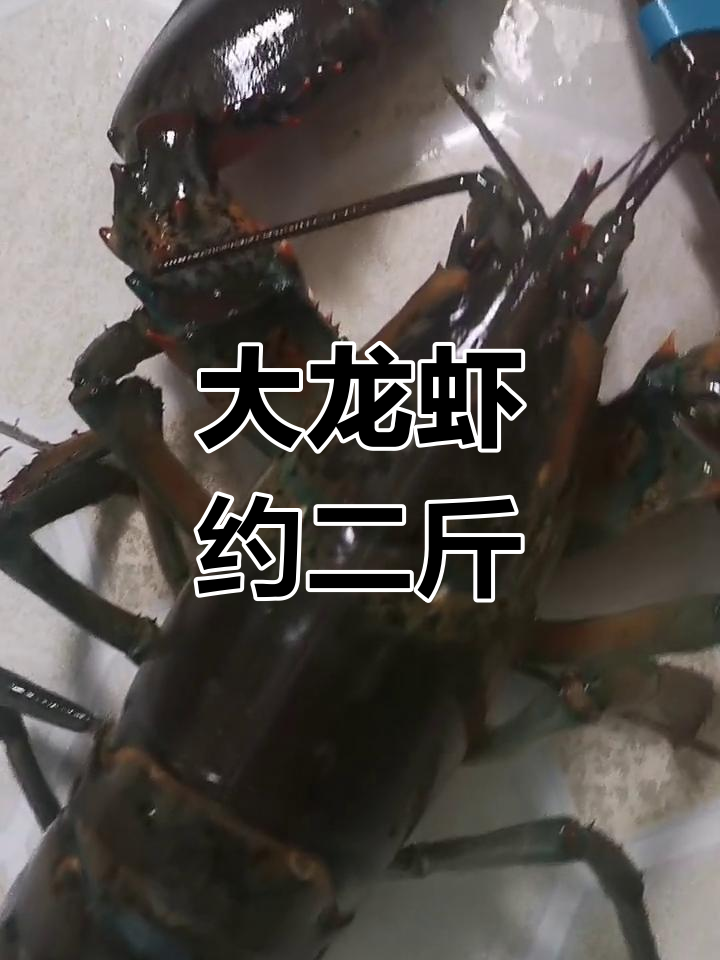 这只龙虾真不小,二斤左右