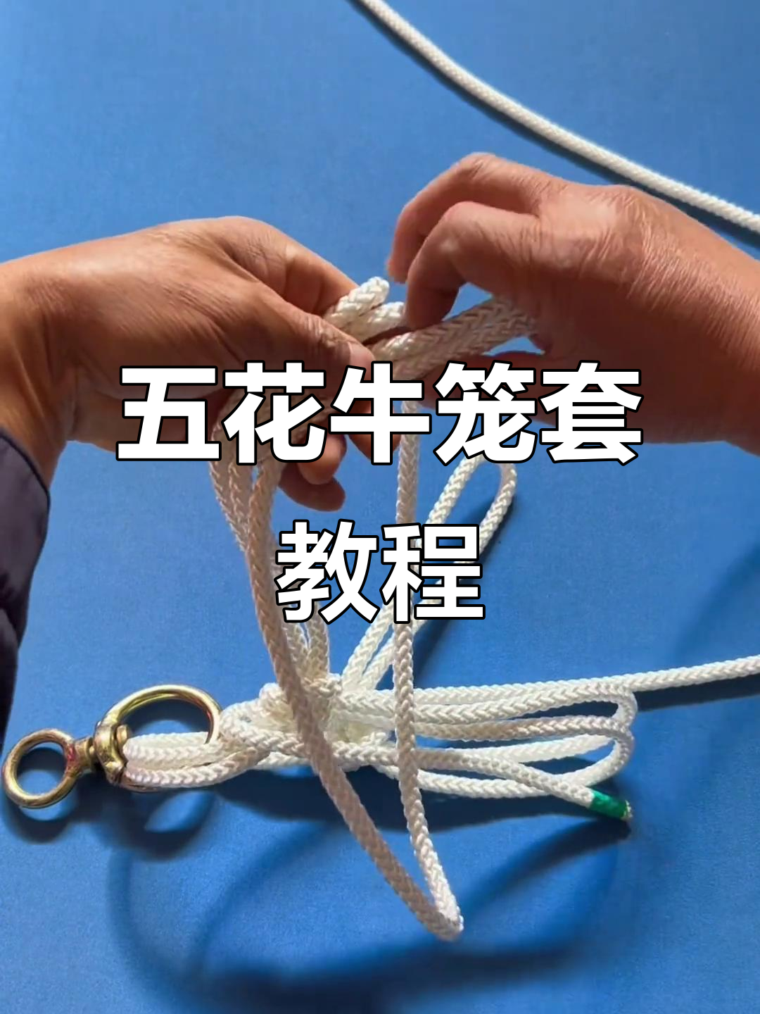 传统五花牛笼套绳结技巧,慢动作演示轻松学会