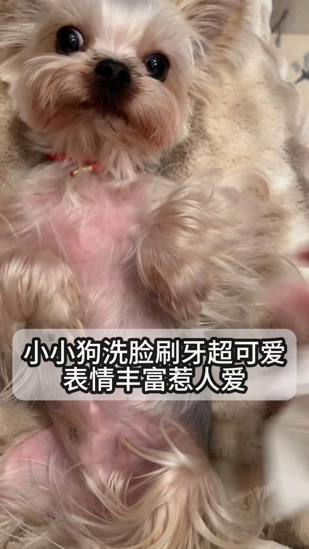 小小狗洗脸刷牙超可爱,表情丰富惹人爱