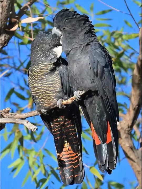 一对红尾黑凤头鹦鹉的温馨时刻 红尾黑凤头鹦鹉