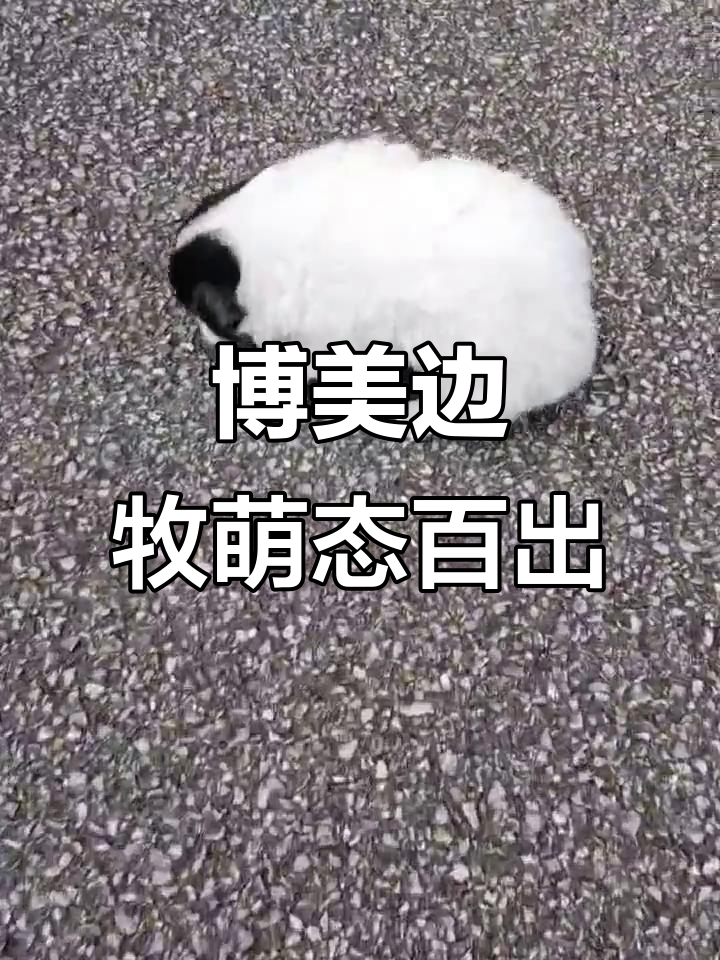 博美边牧串串,可爱互动大作战