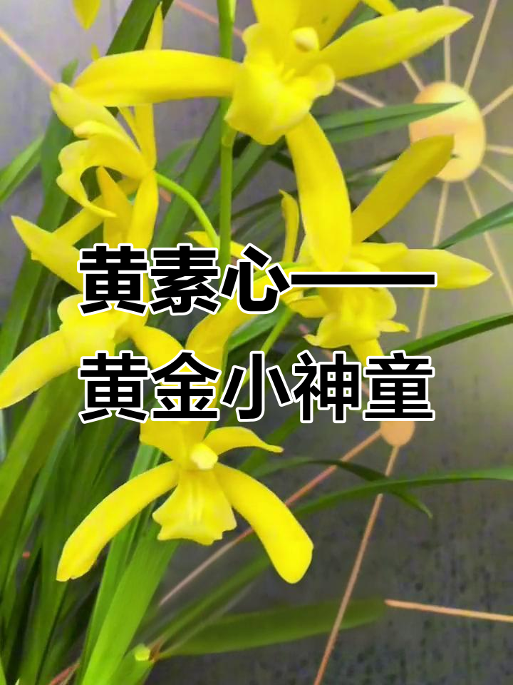 黄金小神童:建兰中最美的黄兰花,花朵巨大香气扑鼻