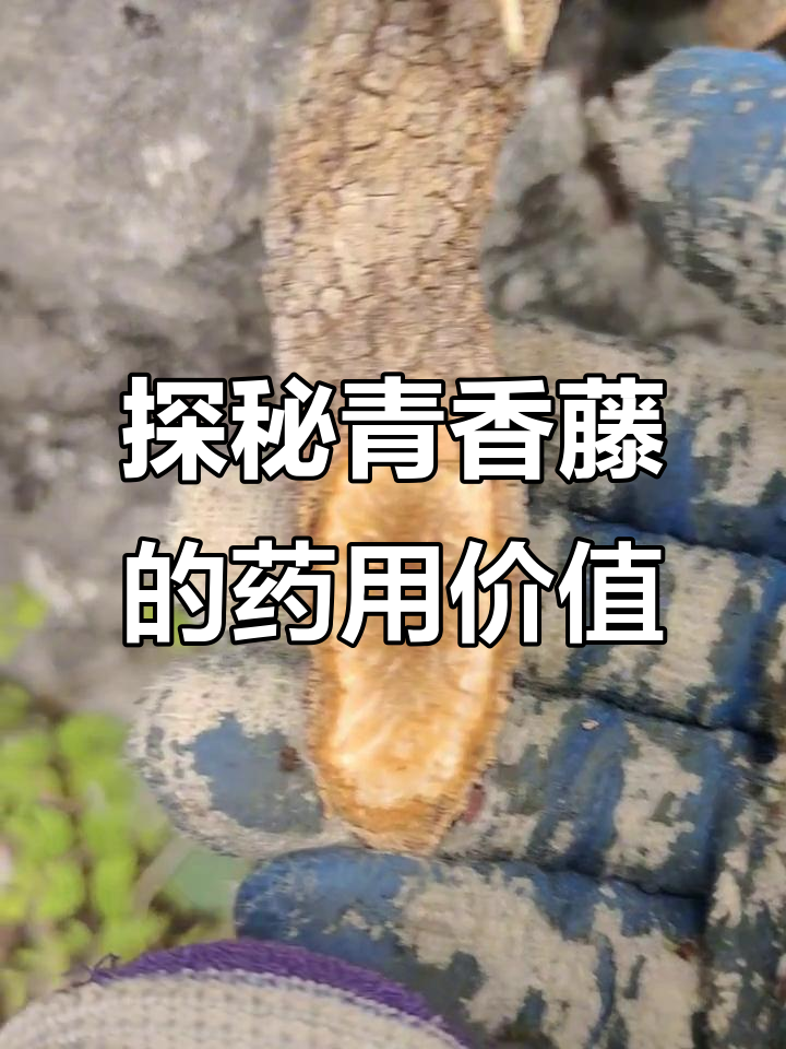 青香藤:大自然的神奇药材,带你了解野生中草药的魅力