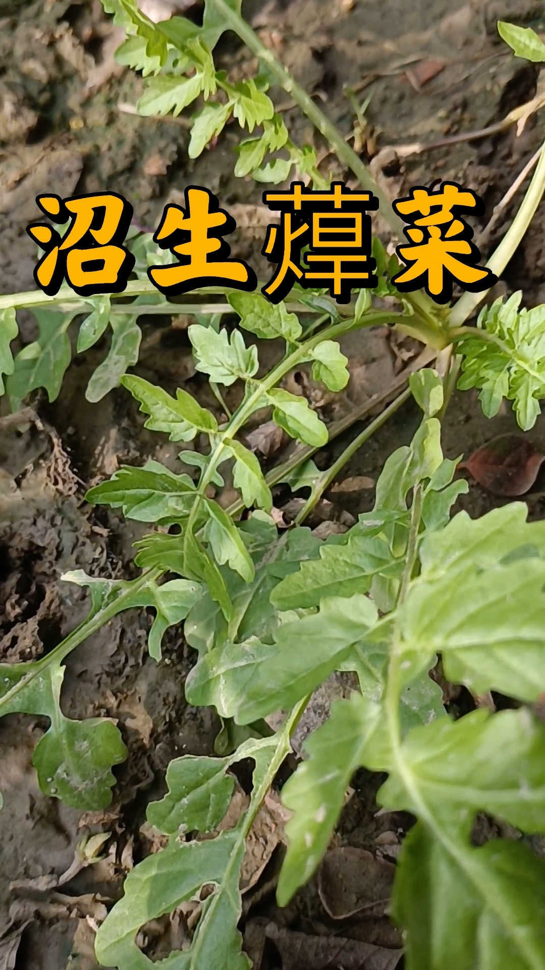 沼生蔊菜怎么吃图片