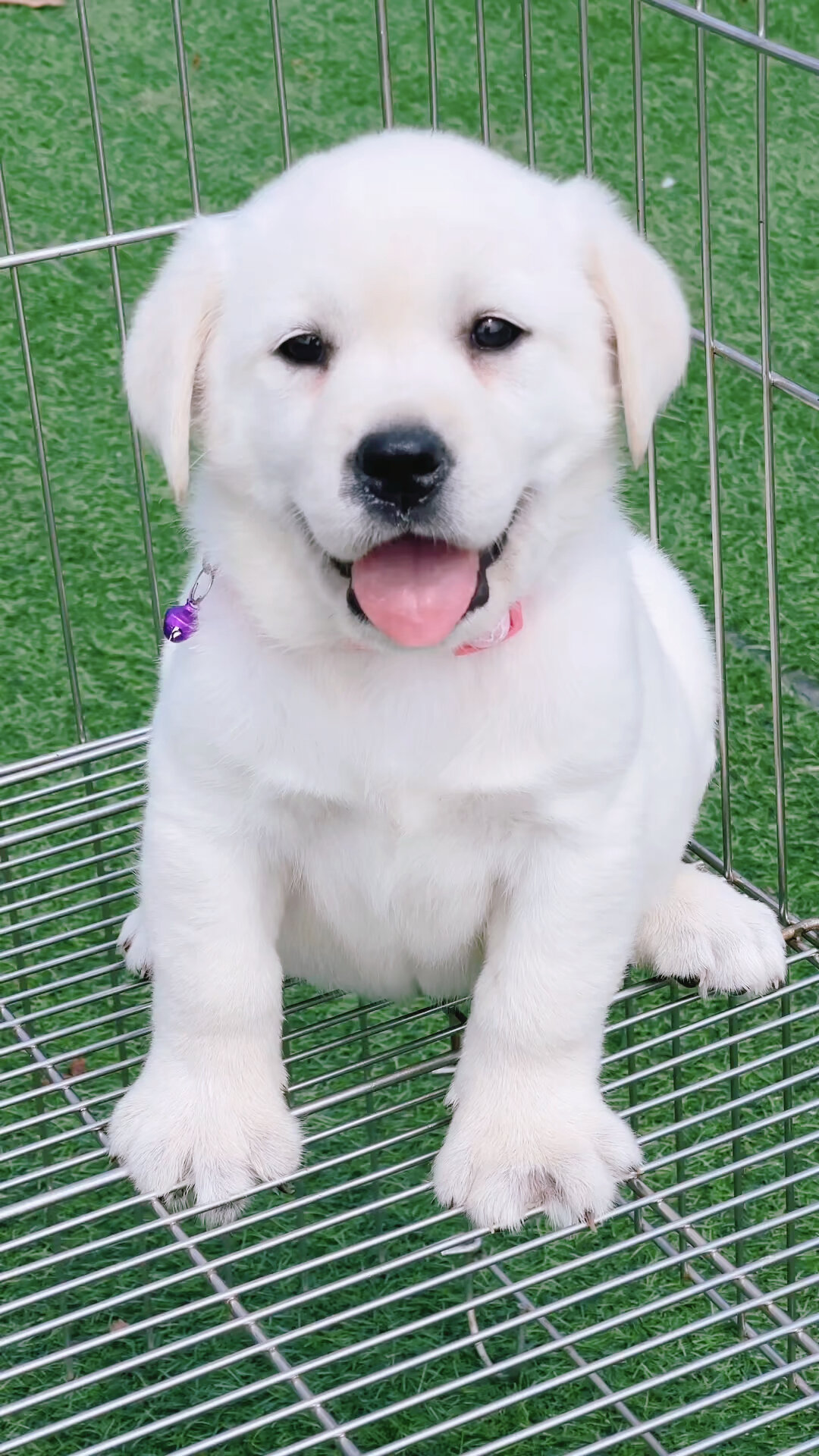 米白拉布拉多 最温顺的狗狗之一