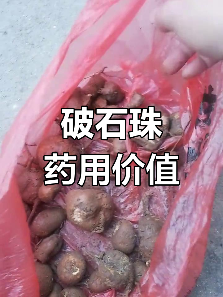 野生破石珠的药用功效与稀缺性