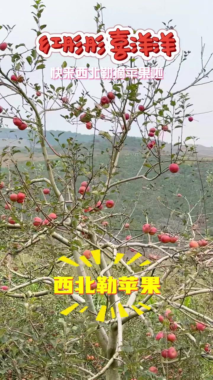 蒙牛罗勒苹果图片