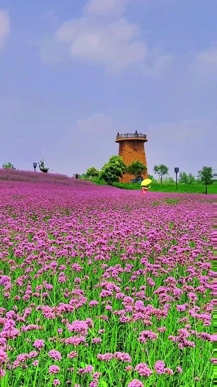 遇一片花海染一身花香,愿往后只闻花香不谈悲喜