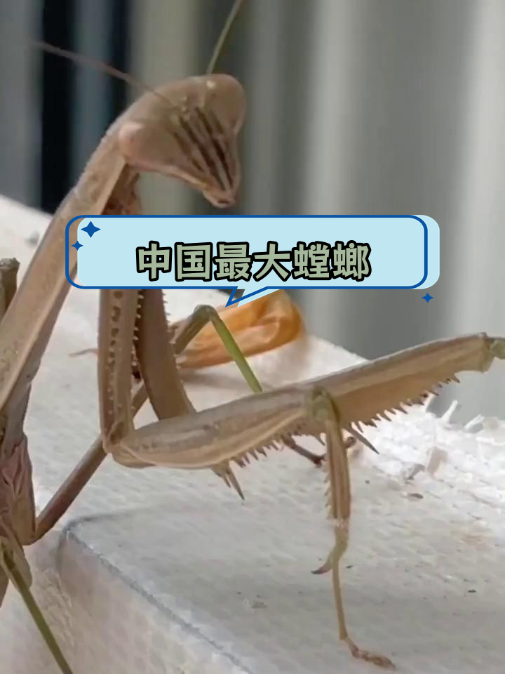 中华大刀螳螂:中国最大的肉食性昆虫