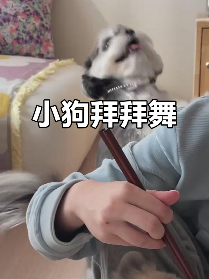 约克夏雪纳瑞串串,萌态十足!