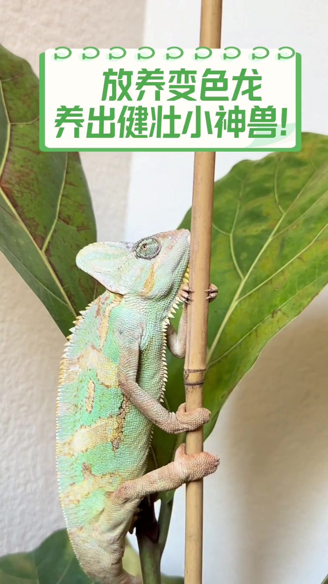 放养变色龙,养出健壮小神兽!