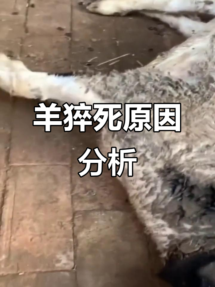 羊突然死亡,真因是什么?如何预防和治疗