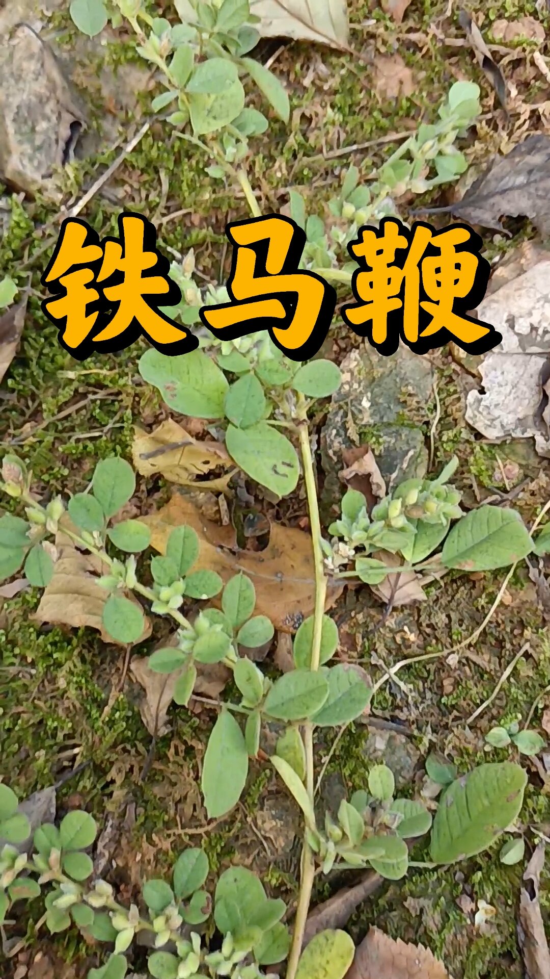 铁马硬,别名有落花生,三叶藤,野花生,金