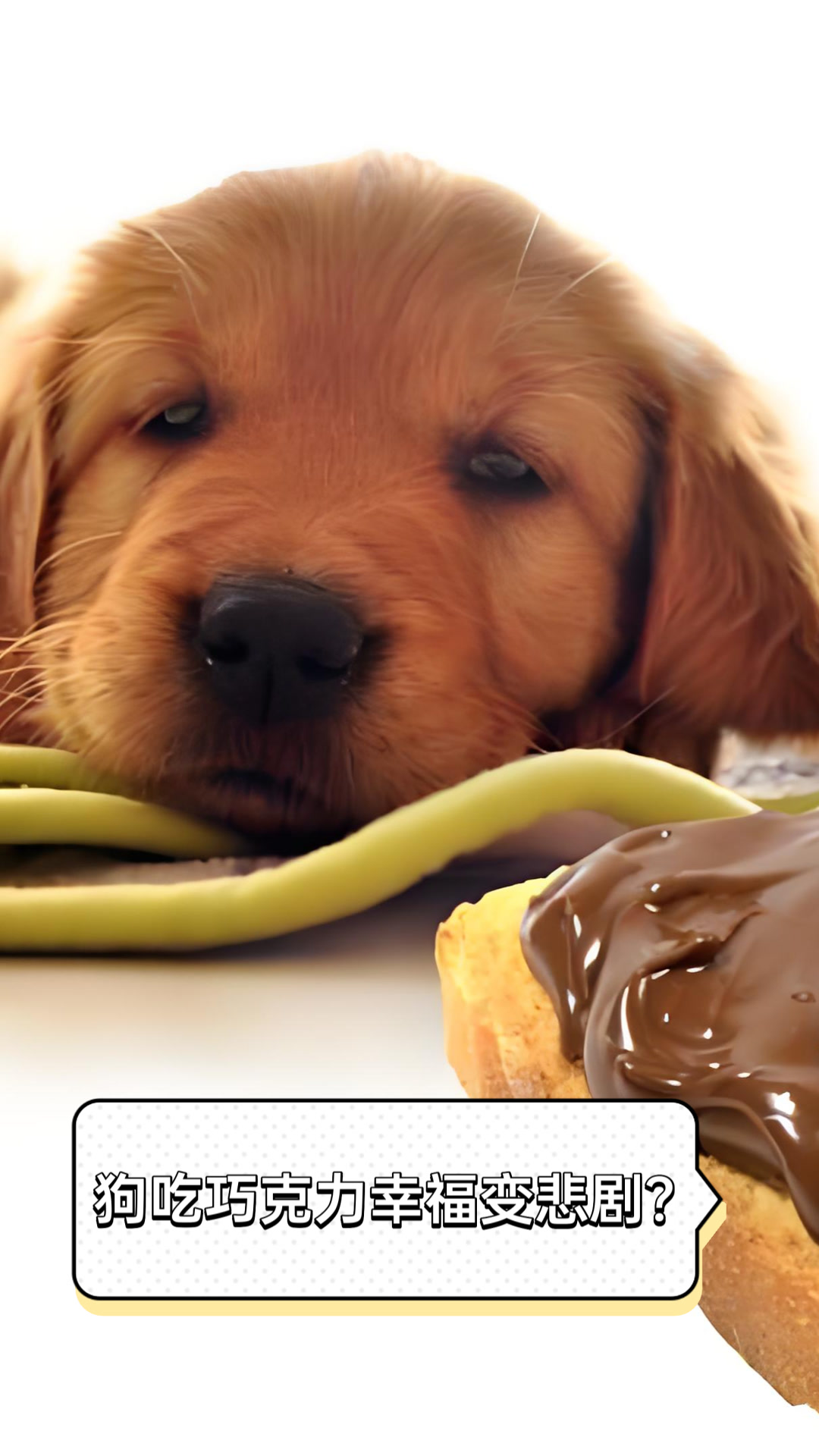 狗吃了一点巧克力有事吗为什么在线