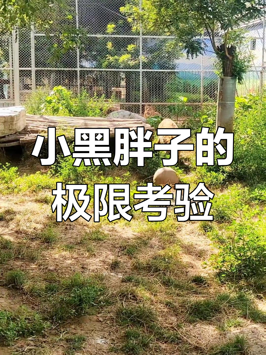 临汾动物园小黑胖子挑战200斤爱,结果太搞笑!