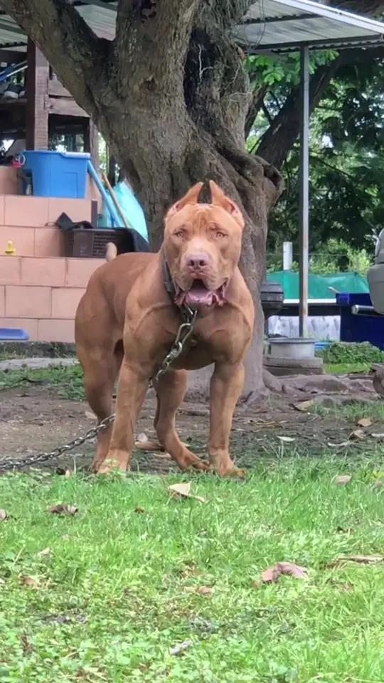 来看泰国狗界的西装暴徒pitbull巨型比特犬就这身肌肉你敢随便靠近吗